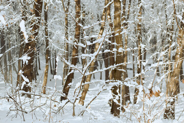 Snow covered branches in winter. Winter is a beautiful time of year. 