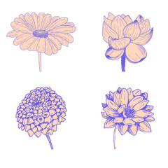 Four different isolated flowers. Hand drawn inky botanical illustrations with editable outline and fill colors. Can be used separately as outlined or 
silhouette illustrations.