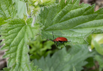 Red-Headed Cardinal Beetle (Pyrochroa serraticornis)