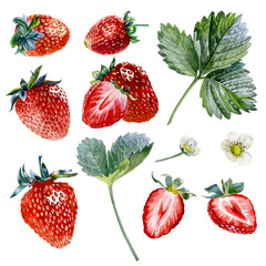 Strawberry. Botanical watercolor illustration of red strawberry.