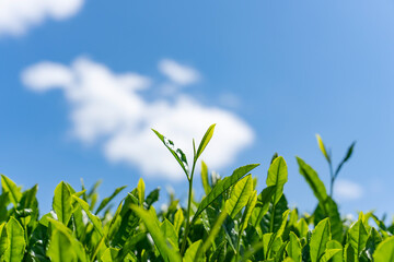 茶葉・青空