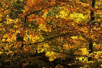 autumn leaves background