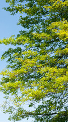 Hojas verdes en ramas de roble