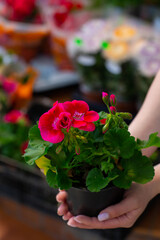 Pelargonium or Pelargonium Grandiflorum flower. Close up Pink Regal pelargonium. Grandiflora royal pelargonium cultivar Burghi plant.