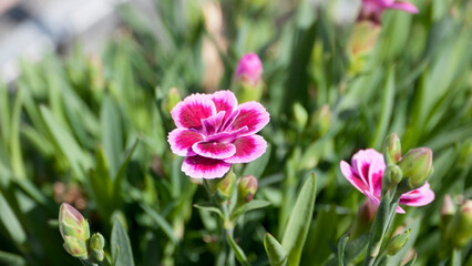 Pequeña flor rosa en macetero