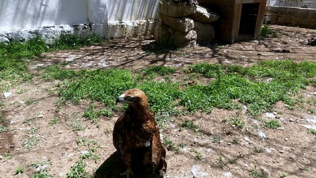 Goshawk standing alone at the zoo.