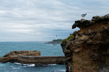 Phare de Biarritz avec mouette au premier plan