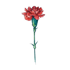 Watercolor carnation flower isolated illustration