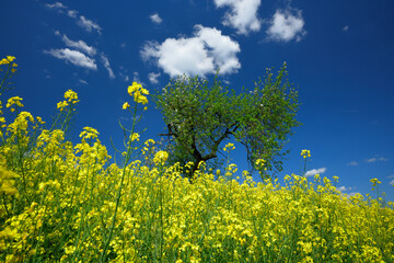 Ein blühendes Rapsfeld im Frühling und ein Apfelbaum ragt in den blauen Himmel mit kleinen...