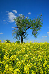 Obraz premium Ein Apfelbaum mit den letzten Blüten steht in einem blühenden Rapsfeld bei blauem Himmel