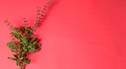 Holy basil, tulasi or tulsi, is an aromatic perennial plant in the family Lamiaceae.Tulsi is kept...