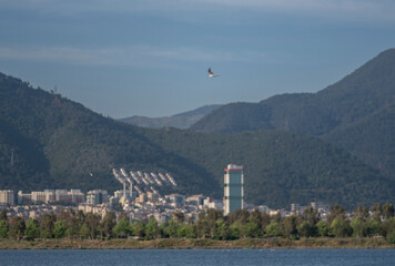 The tern (sea tern) living in the Izmir city forest is constantly hunting fish both to feed its...