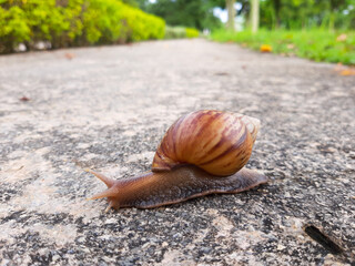 Slow moving snail on the road