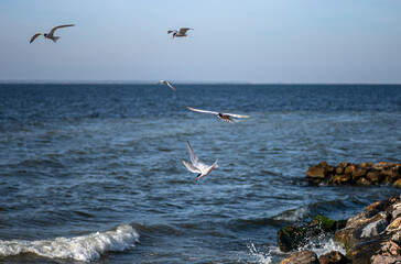 The tern (sea tern) living in the Izmir city forest is constantly hunting fish both to feed its...
