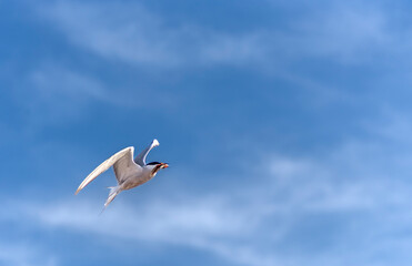 The tern (sea tern) living in the Izmir city forest is constantly hunting fish both to feed its...
