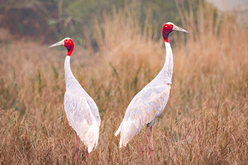 Saurs crane
#adobestock #shutterstock #shutterstockcontributor #stockphotography #stockphoto #microstock #rf #photography #depositphotos #gettyimages #istockphoto #istock #pond #dise #dreamstime #alam