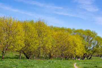 a beautiful blooming yellow tree against a blue sky background