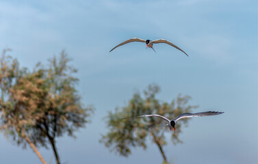 The tern (sea tern) living in the Izmir city forest is constantly hunting fish both to feed its...