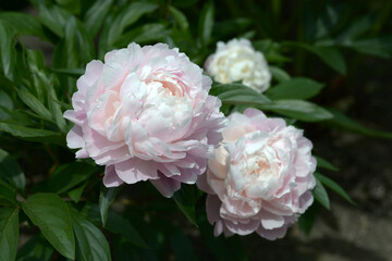 かげろう　 シャクヤク