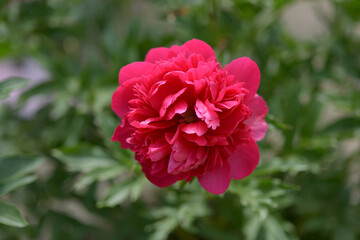 コマンド・パフォーマンス　シャクヤク