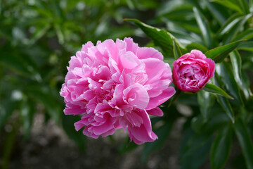 フェスティビティ　シャクヤク