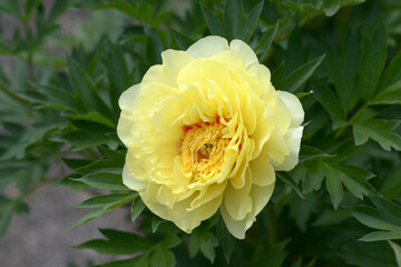 バートゼラ　シャクヤク