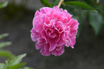 フェスティビティ　シャクヤク