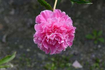 フェスティビティ　シャクヤク