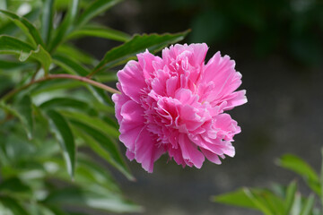 フェスティビティ　シャクヤク