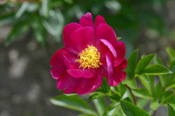 佳人の夢　シャクヤク