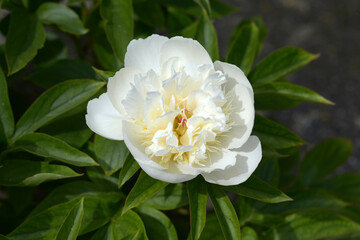 花香殿　シャクヤク