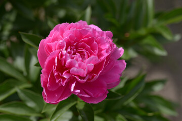 華燭の典　シャクヤク