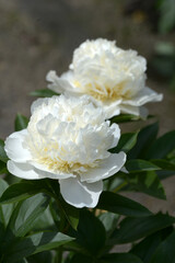 花香殿　シャクヤク