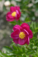 Obraz premium 佳人の夢 シャクヤク