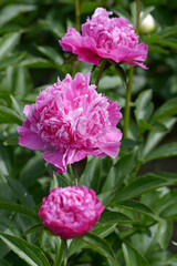 絵姿　シャクヤク