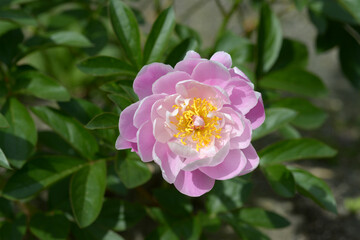 西施粉　シャクヤク