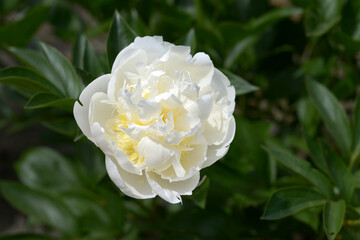 Obraz premium 白雪姫 シャクヤク