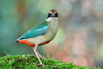 Fairy Pitta (Pitta nympha) beautifu rare colorful bird visiting to Thailand during migratory trip in summer