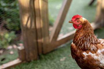 Close-up side view of brown hen with red crest in cage at poultry farm