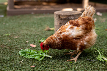 Side view of brown and white hen eating green leaf on grass at poultry farm