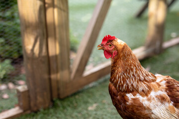 Close-up of brown hen with red crest in cage at poultry farm
