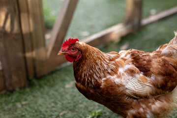Close-up side view of brown and white hen in cage at poultry farm