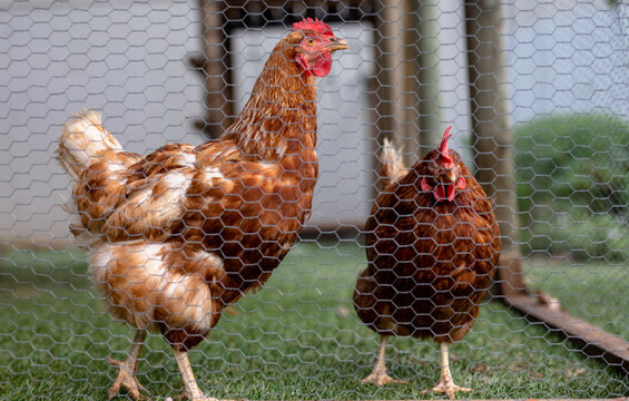 Close-up of brown hens behind mesh cage grazing at poultry farm