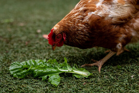 Close-up of brown hen eating green leaf on grass at poultry farm