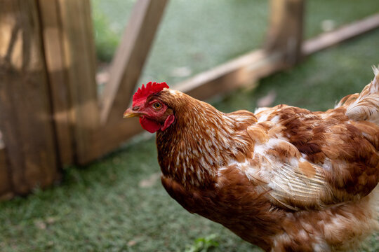 Close-up side view of brown and white hen in cage at poultry farm
