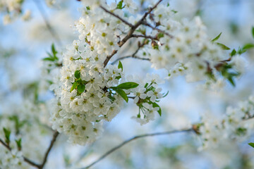 Many flowers on one branch. Spring flowering.