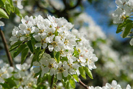 Flowering pear branch. flower close-up.
