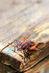 Striped red-black beetle with open wings sits on a board. 