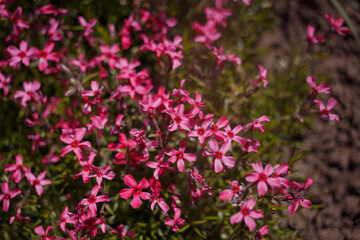 Pink flowers in the garden