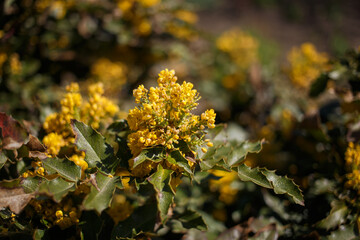 Yellow flowers in the garden